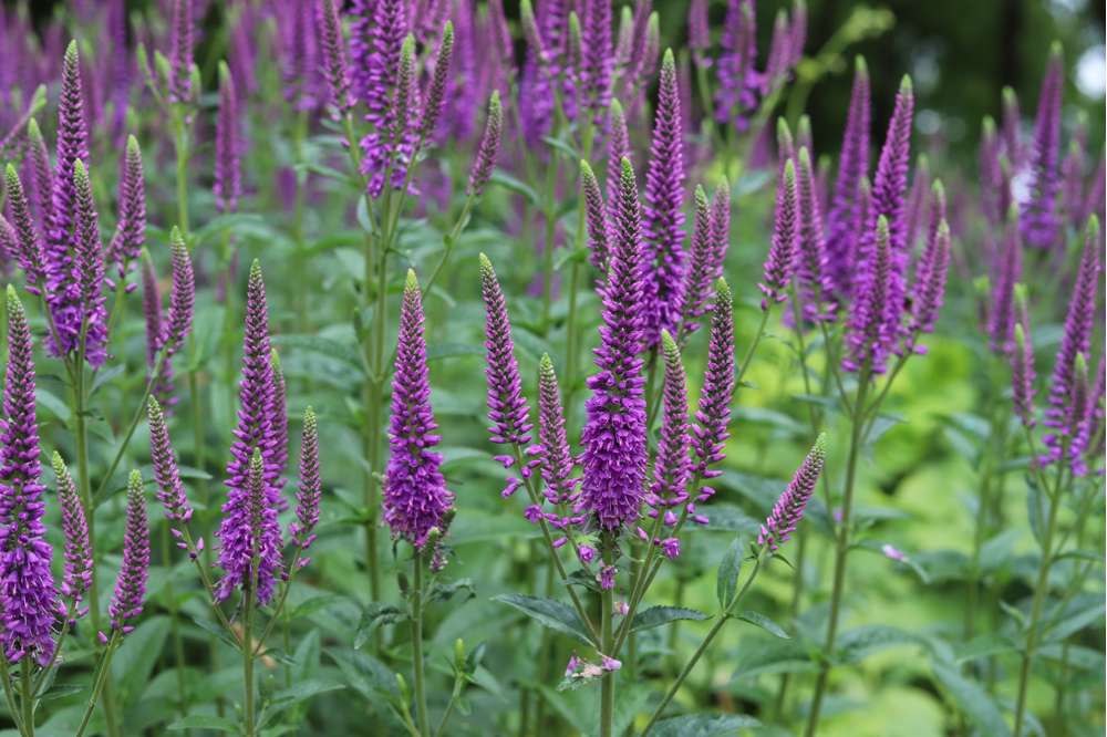 Langbladet Ærenpris 'Blauriesin'